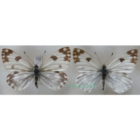 Pontia daplidice (Linnaeus, 1758) pair Rukiewnik zachodni Czech16j